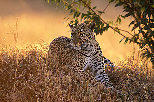 非洲,肯尼亚,马塞马拉野生动物保护区,成年,女性,豹,休息,低,草,日落