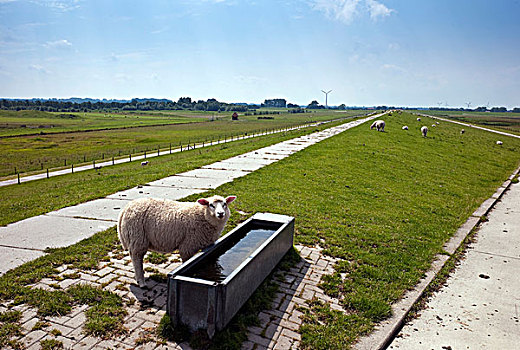 堤岸,上面,草场,绵羊,下萨克森,德国,欧洲