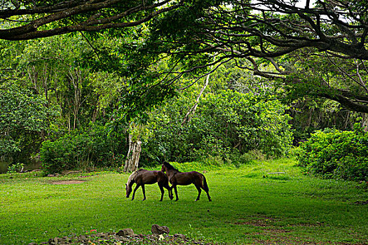 野马,威庇欧山谷,哈玛库亚海岸,夏威夷大岛,夏威夷