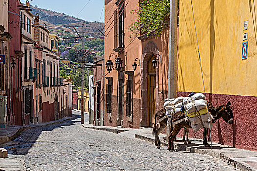 墨西哥,圣米格尔,两个,满载,驴,人行道,画廊