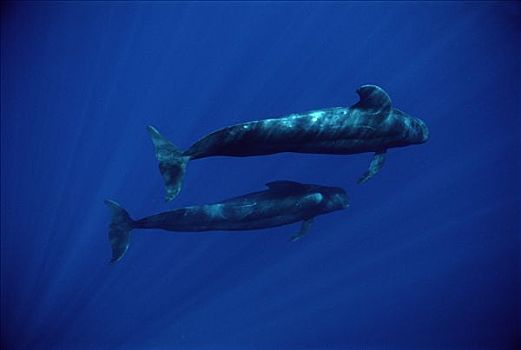 大吻巨头鲸,短肢领航鲸,一对,夏威夷