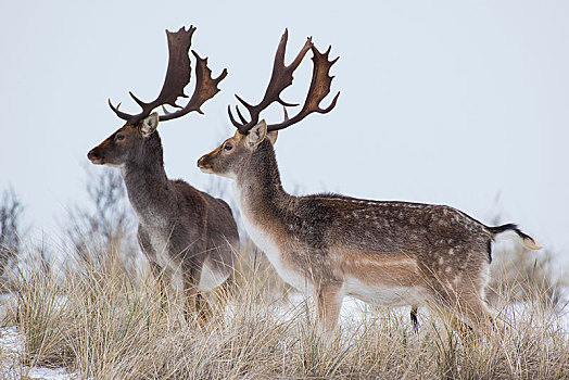 扁角鹿,黇鹿,雪地,北荷兰,荷兰