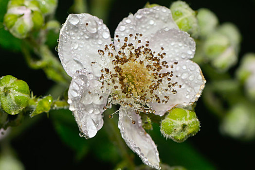 犬玫瑰,花,雨