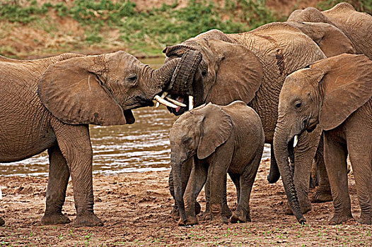非洲象,群,站立,靠近,河,公园,肯尼亚