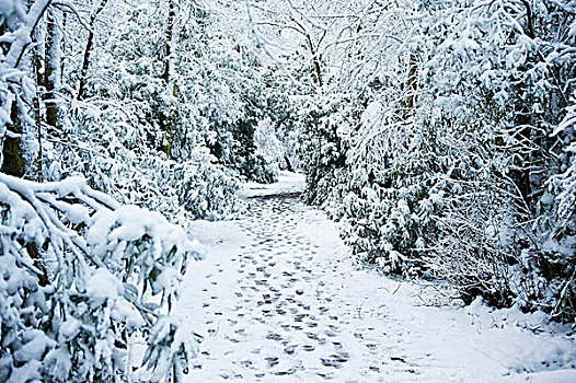 雪,冬景