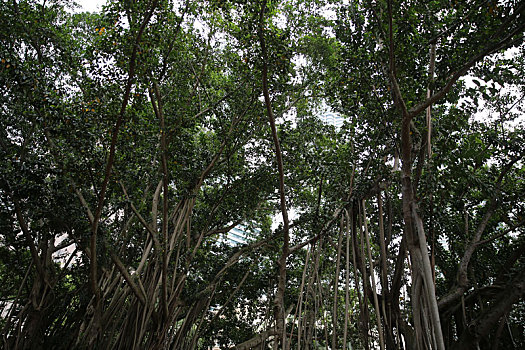 马来西亚吉隆坡中央公园