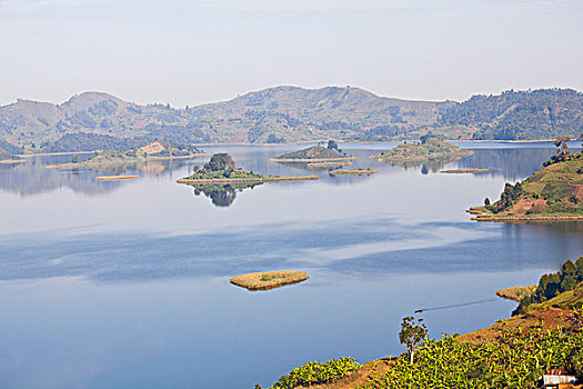 湖,靠近,乌干达,海岸线,陆地,车前草