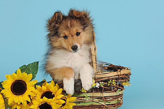 喜乐蒂犬,设得兰牧羊犬,11星期大,坐,篮子,向日葵,奥地利,欧洲