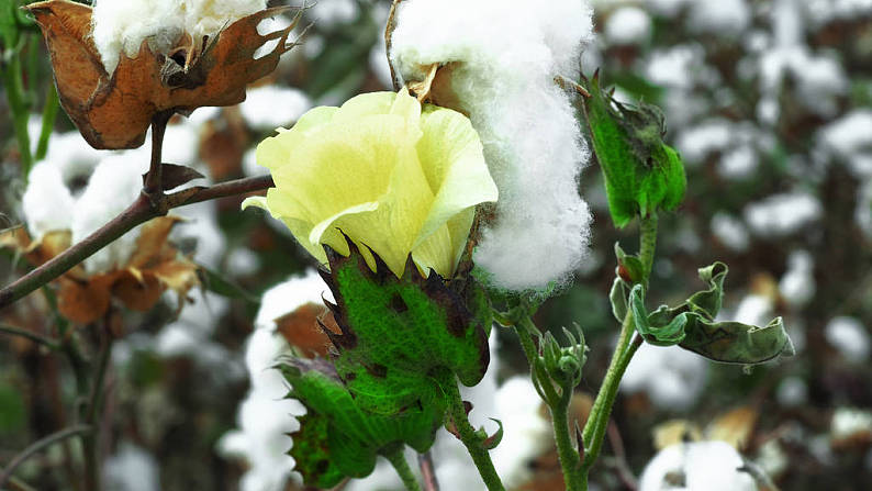 黄色,棉花,花,成熟_高清图片_全景视觉