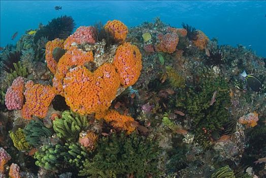 珊瑚礁景,羽毛,星,科莫多岛,印度尼西亚