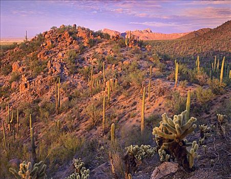 顶峰,遮盖,树形仙人掌,巨人柱仙人掌,仙人掌,萨瓜罗国家公园,亚利桑那