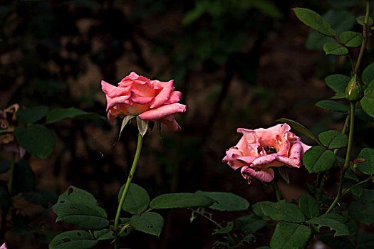 月季花,美丽月季,美艳月季花