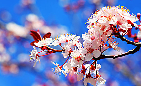 樱桃树,花