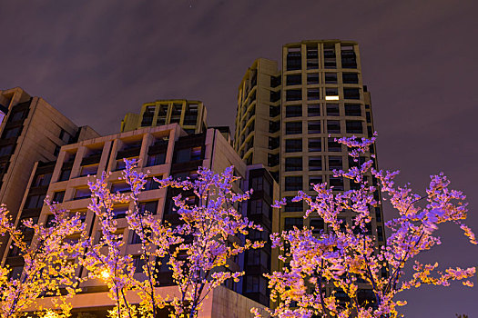 上海樱花夜景