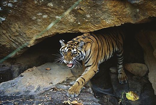 孟加拉虎,虎,幼小,狰狞,出现,洞穴,班德哈维夫国家公园,印度