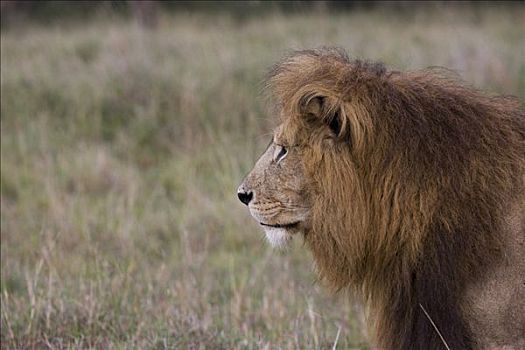 特写,狮子,马赛马拉国家保护区,肯尼亚