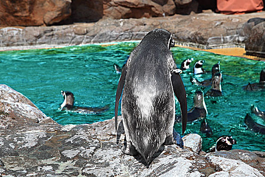 珠海长隆海洋王国水族馆的小企鹅