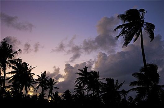 椰树,椰,黄昏,多米尼加共和国,加勒比海