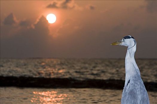 苍鹭,印度洋,日落