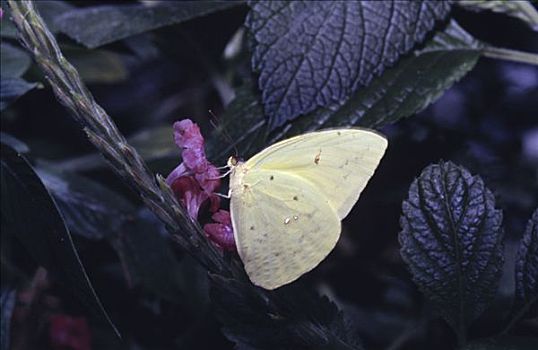 蝴蝶,授粉,花