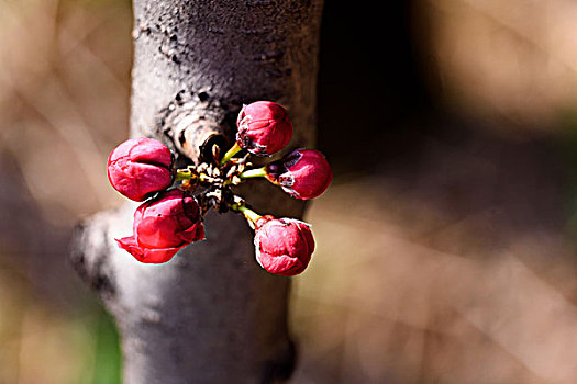 碧桃花