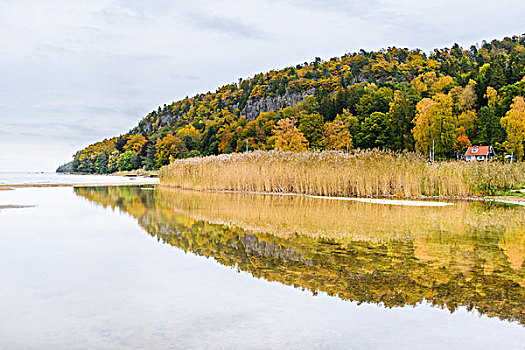 秋日树林,湖