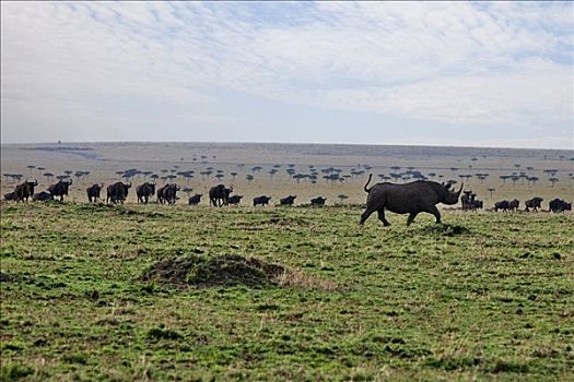 肯尼亚,黑犀牛,好奇,角马,马赛马拉国家保护区