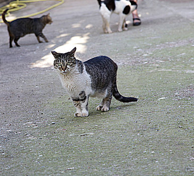 流浪猫