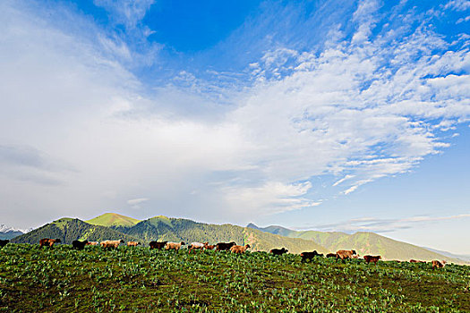 新疆天山伊犁草原牧场