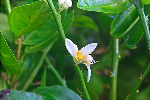 花,柠檬树,绿叶