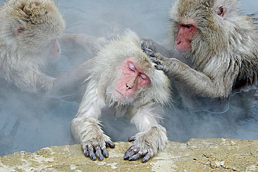日本,短尾猿,雪,猴子,三个,成年,相互,热,本州,亚洲