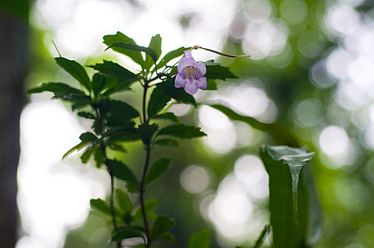 花园农场盛开的花,蕊马蓝