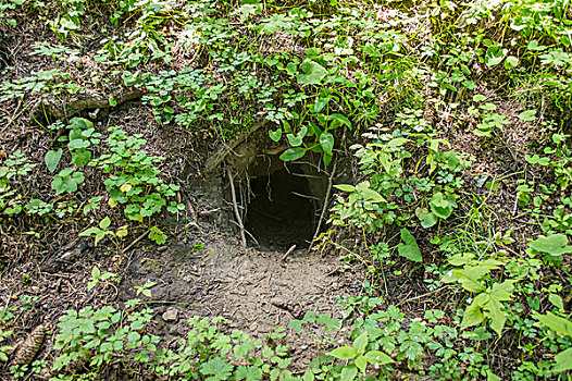 原始森林动物洞穴