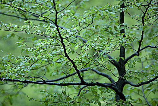 山毛榉树,新,叶子,特写