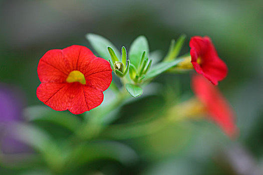 牵牛花系列