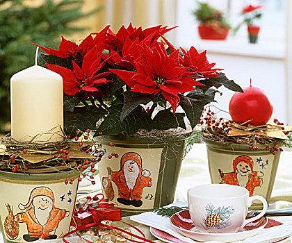 一品红,圣诞桌,装饰