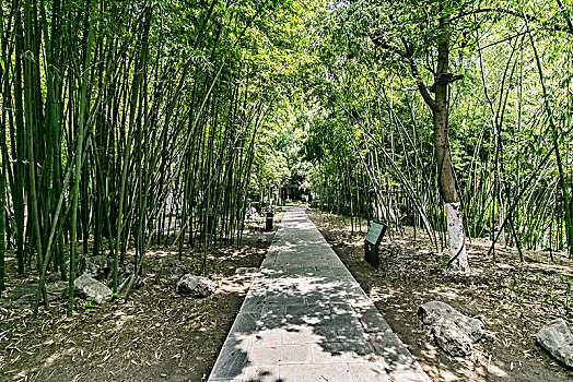 安徽省合肥市包河公园竹园自然景观
