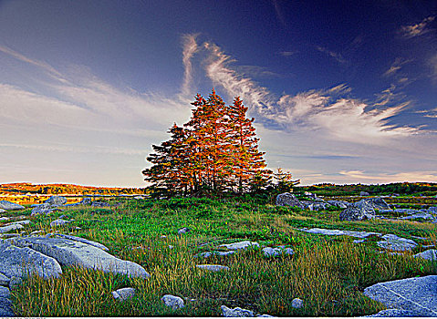 常青树,靠近,佩姬湾,新斯科舍省,加拿大