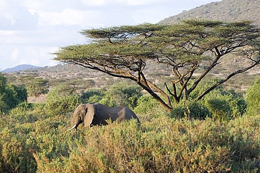 大象,萨布鲁国家公园,肯尼亚