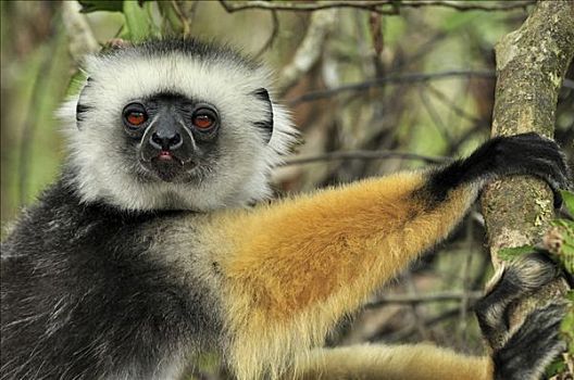 冕狐猴,肖像,安达斯巴曼塔迪亚国家公园,马达加斯加
