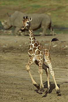 长颈鹿,幼小,犀牛,背景,圣地牙哥动物园
