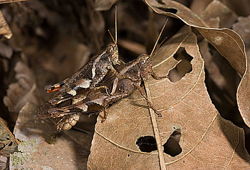 蝗虫,阿萨姆邦,印度