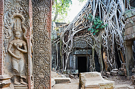 树,根部,庙宇,吴哥,收获,柬埔寨,印度支那,东南亚