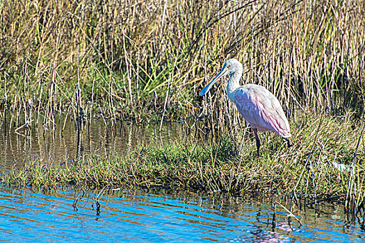 美国,佛罗里达,梅里特岛,国家野生动植物保护区,粉红琵鹭