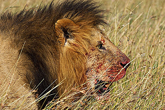 非洲狮,狮子,雄性,吃,畜体,马赛马拉,公园,肯尼亚