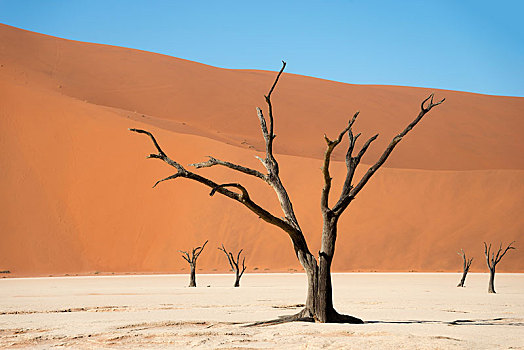死,骆驼,长颈鹿,刺,刺槐,树,正面,沙丘,死亡谷,索苏维来地区,纳米布沙漠,纳米比诺克陆夫国家公园,纳米比亚,非洲