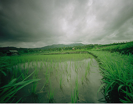 稻田,阴天,巴厘岛,印度尼西亚
