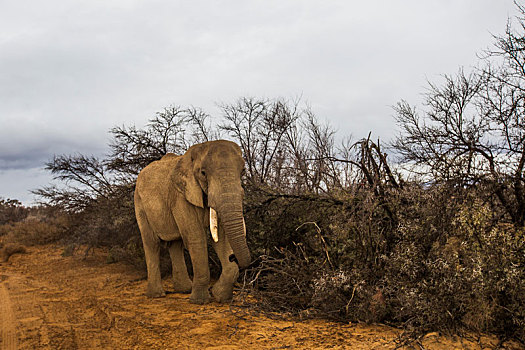 非洲象,幼兽,萨瑟兰,北开普,南非
