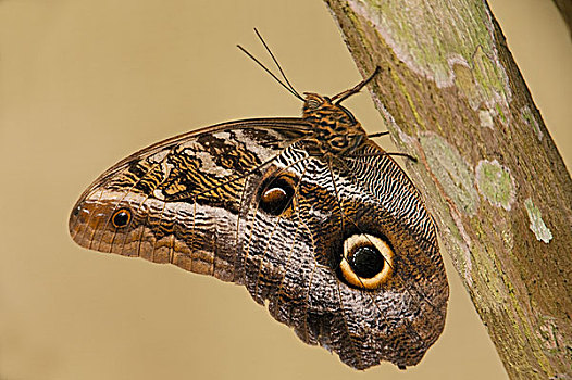 枭蝶,河,国家公园,亚马逊河,厄瓜多尔