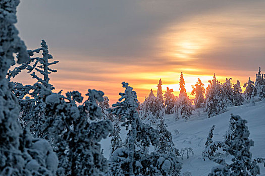 北极圈,日出,向上,雪,木头,晨雾,库萨莫,区域,拉普兰,芬兰,欧洲